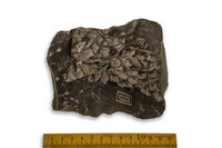 F 01313
<br/>
<br/>
<em></em>